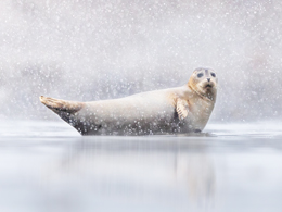 Conférence: «Rencontre arts et sciences – Harmonies boréales»