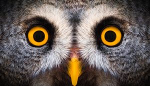 Conférence: «Observer les oiseaux pour la science»