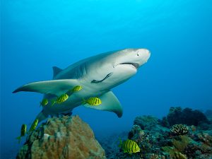 Conférence: «Dans la tête d&rsquo;un requin»