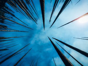 Conférence: «Incendies, que faire maintenant?» au Cœur des sciences