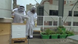 Des ruches urbaines à l’UQAM